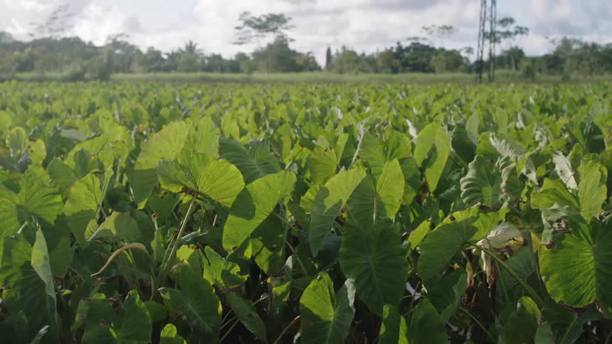A wide shot shows a field densely packed with large green leaves likely belonging to a taro crop