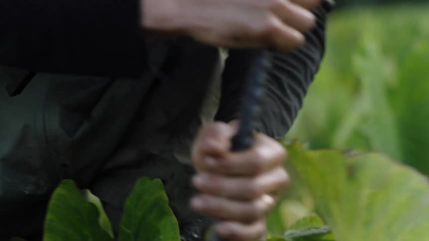 Someone wearing waterproof clothing and black sleeves wades through lush green plants