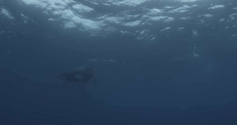 Whale swims near the ocean surface