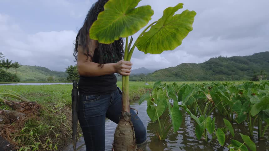 An asian woman is planting large vegetable root plants in a shallow body of water