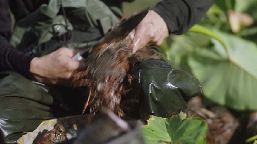 A person uses a large knife to cut a taro plant root while wearing waterproof clothing and surrounded by large green leaves