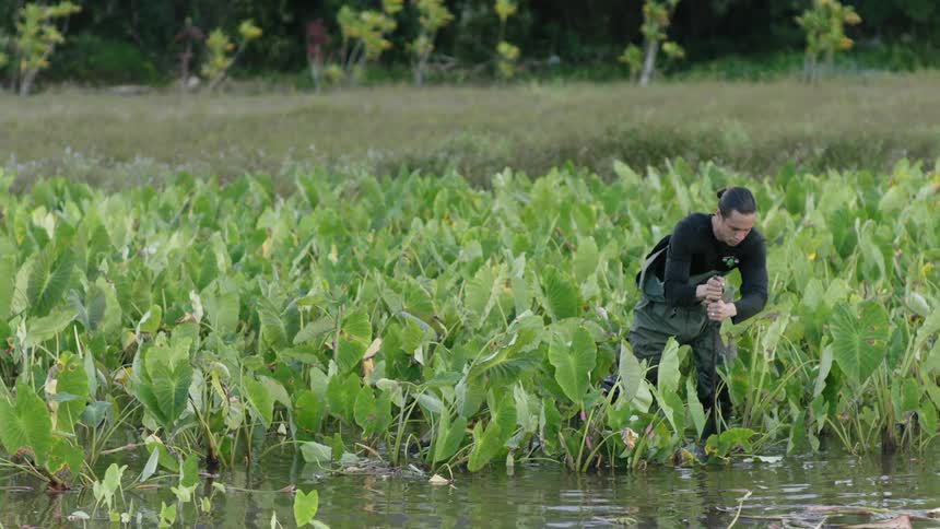 A person is standing in a marshy area filled with large green taro plants engaged in agricultural activity