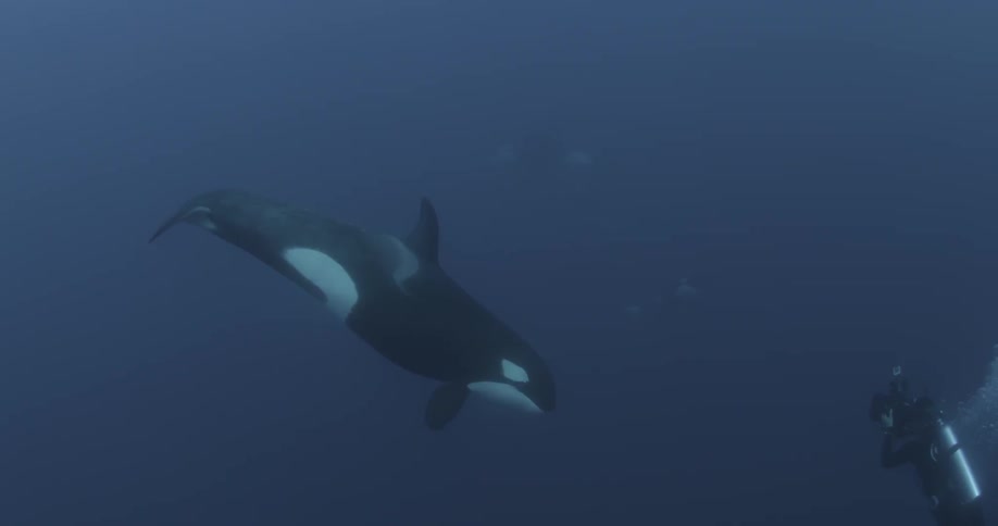 Whale swims down into the water with a diver watching