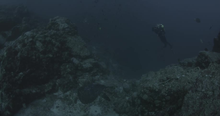 A turtle swimming on a rock near a scuba diver