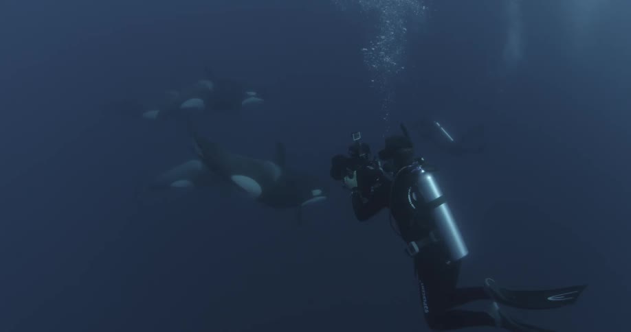 A diver is photographing a whale swimming