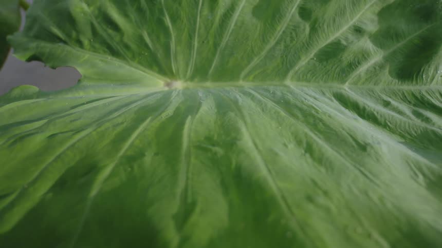 The camera is moving up and down on a large green leaf that is above the water