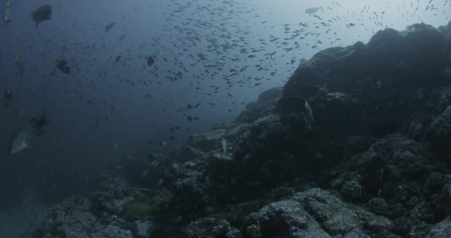 Schools of fish are swimming in the ocean during the day