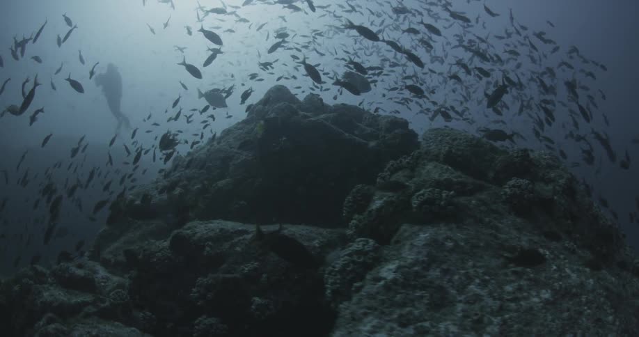 Schools of fish swim around the rocks as a diver films