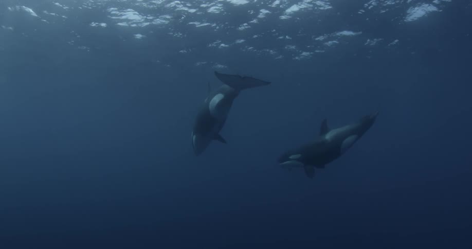Two orcas dive down into the ocean