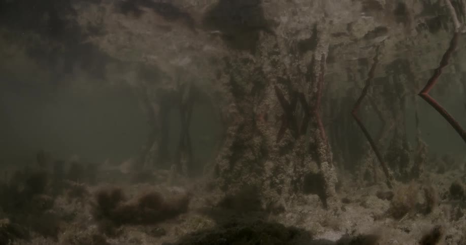 Tree roots under the ocean