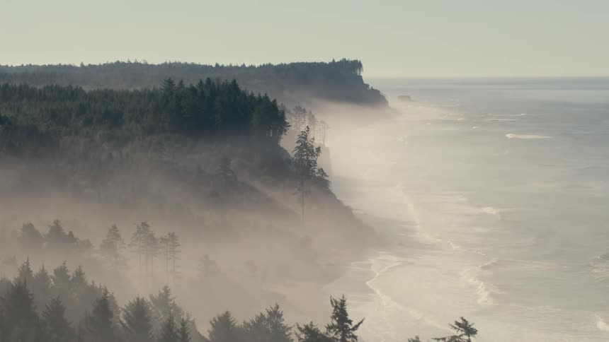 A dense dark forest stretches to the edge of a misty coastline where the fog hangs low obscuring the line between the trees and the water