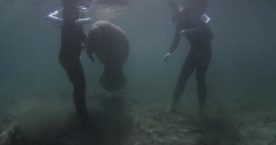 Two divers walk up to a sea creature underwater