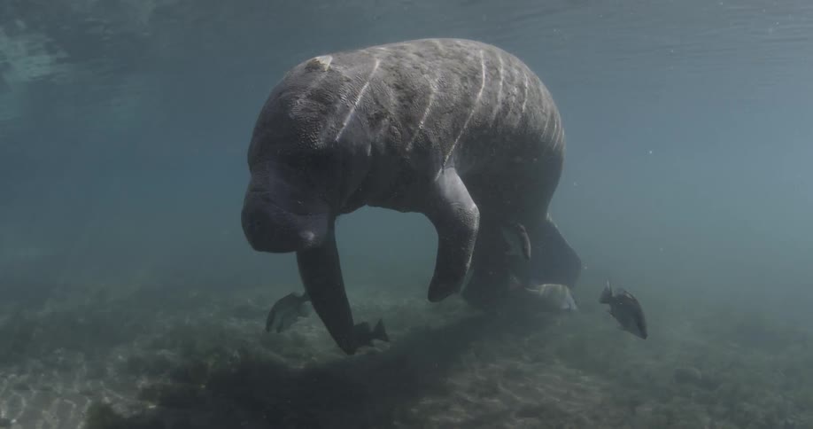 A large seal is floating in the water