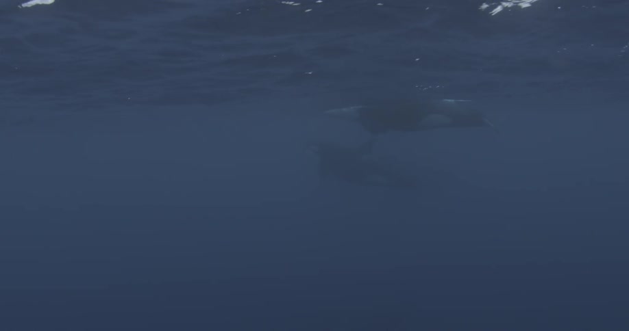 Killer whales swim near the ocean surface