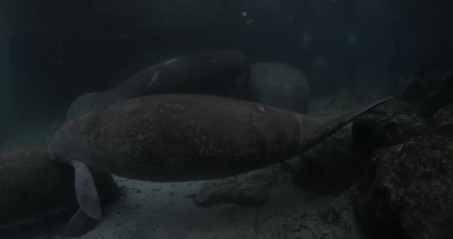 Manatees swimming near some rocks