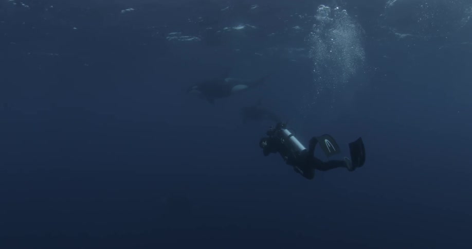 A scuba diver is filming killer whales underwater