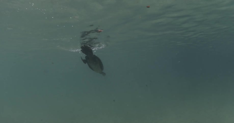 Bird diving down into the water to look for food