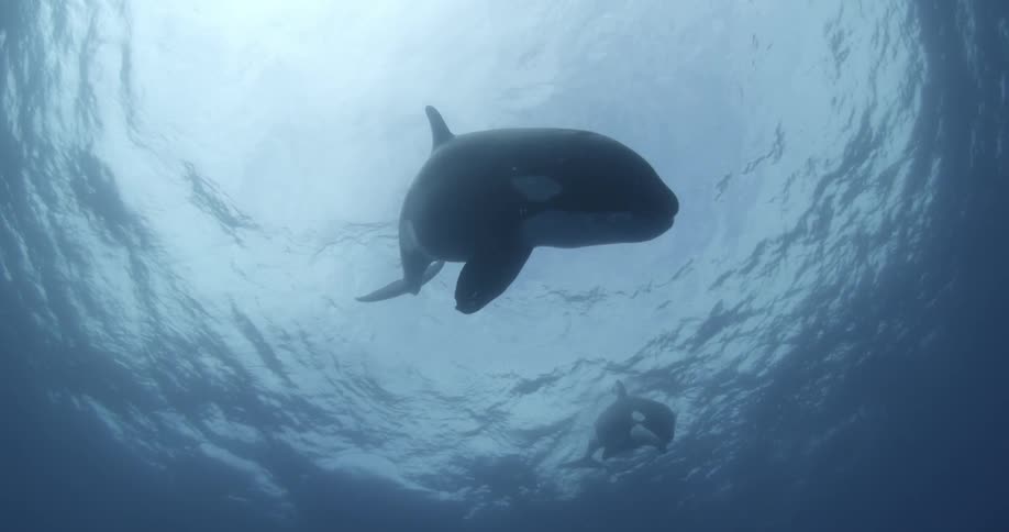 Whales swimming downward
