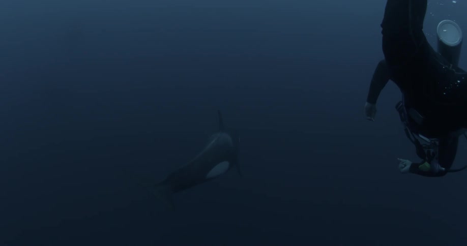 A large killer whale travels in the blue water as a diver watches on