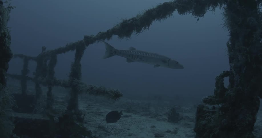 Fish are swimming around an old wreck in the ocean