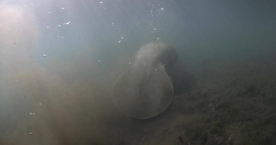 Large sea mammal throws up dirt with its tail