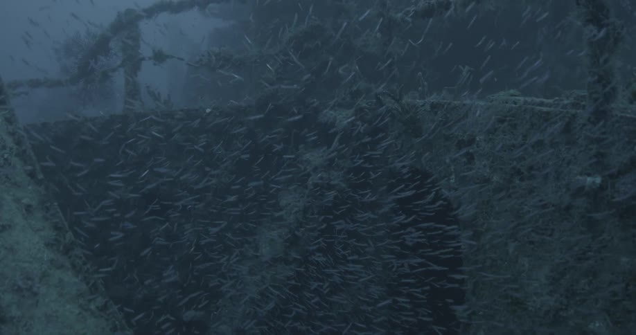 School of fish swimming in sunken ruins