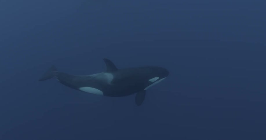 A whale swims down into the dark blue water