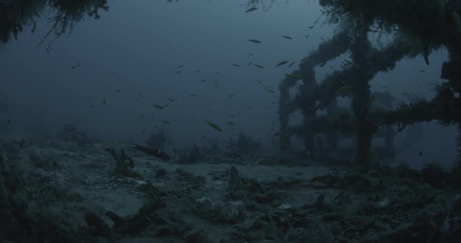 Many fish swimming under water