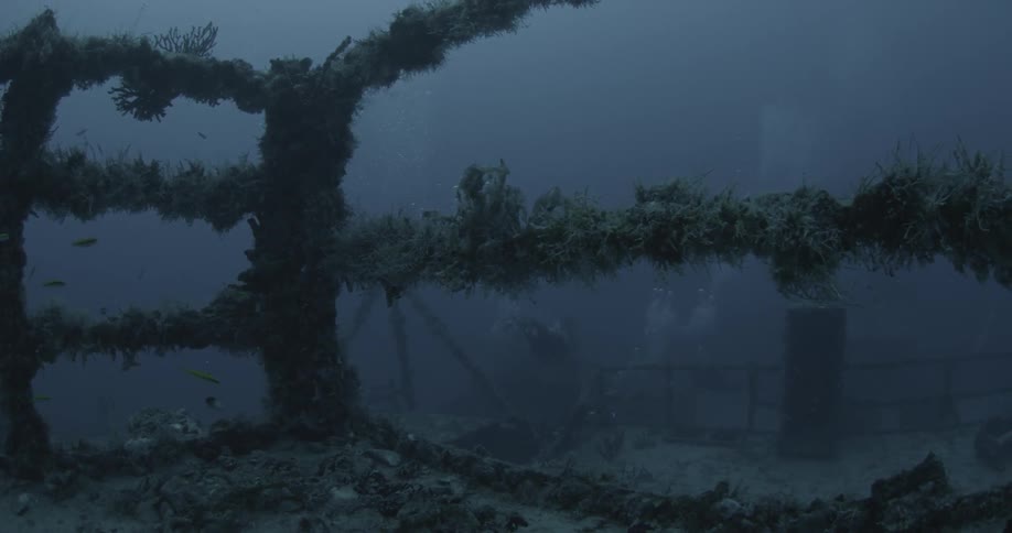 Fish swim near ship wreckage in the ocean