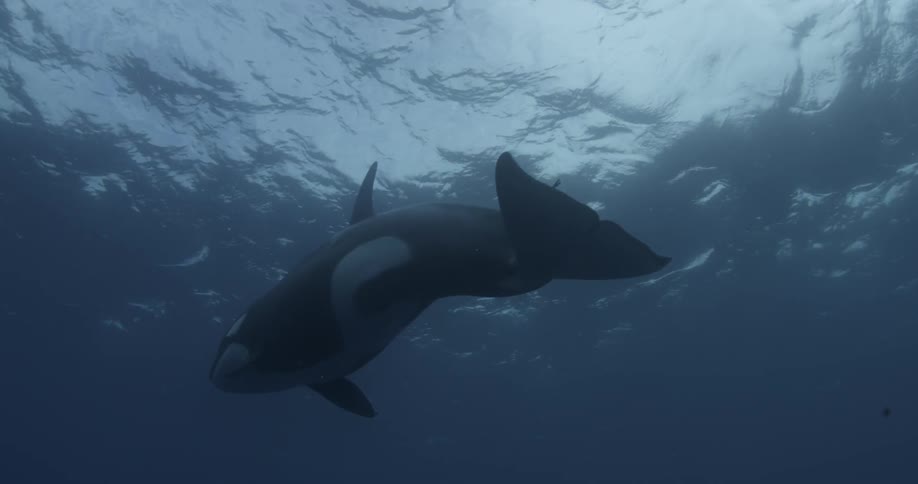 A killer whale swims in the open ocean
