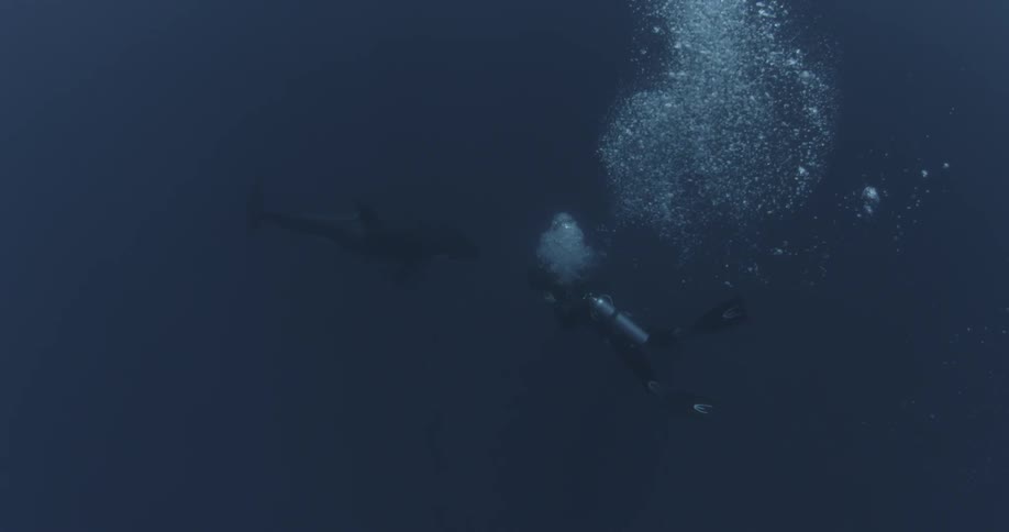 Scuba diver swims near an orca