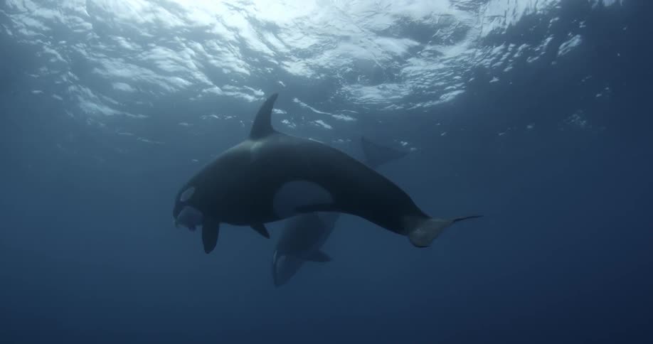 Two orcas are feeding as they swim in the ocean