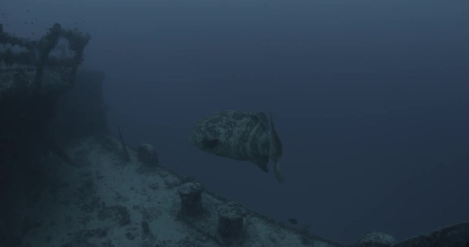 A large fish is swimming near a wreck on the ocean's floor