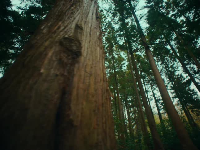 A woman looks up surrounded by tall trees in nature