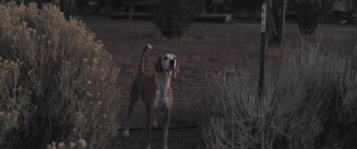 A medium sized dog with a predominantly white and tan coat stands alert behind a barbed wire fence in a dimly lit grassy outdoor setting its head tilted inquisitively with its tongue slightly visible