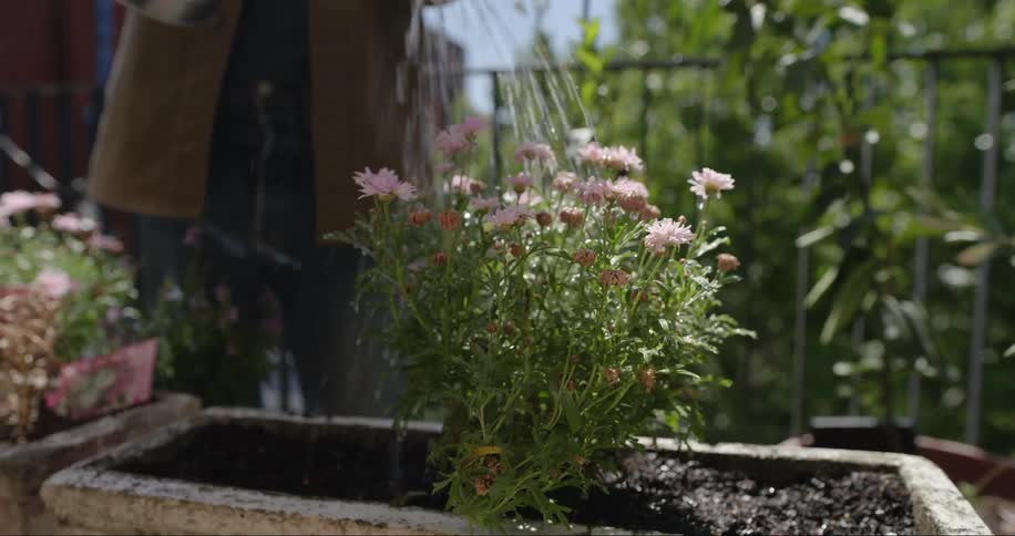 Watering flowers in a rectangle pot with a watering can