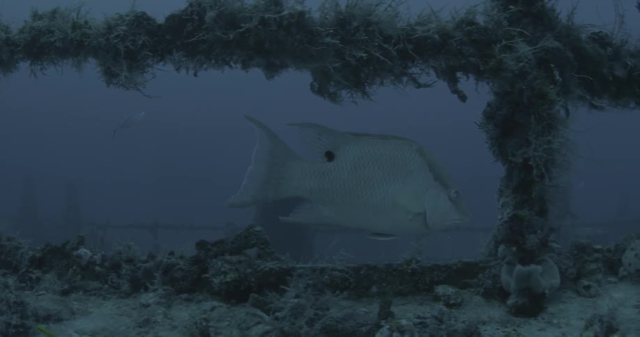 Fish swim near wreckage in the ocean