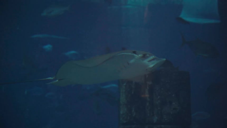 Manta rays swimming around the ocean with various other fish