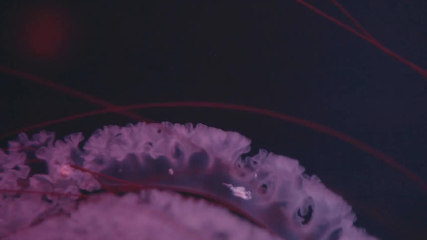 An abstract pink colored object smoothly moving downwards on a black background