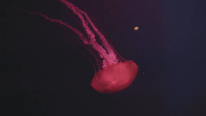 Red jellyfish swims through murky water