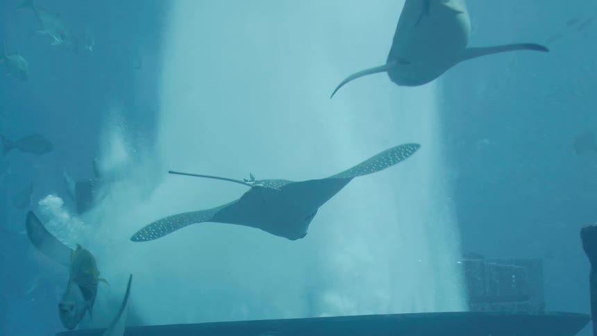 Two manta rays and fish glide gracefully through deep blue water