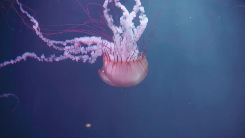 Jellyfish float through murky water trailing their tendrils