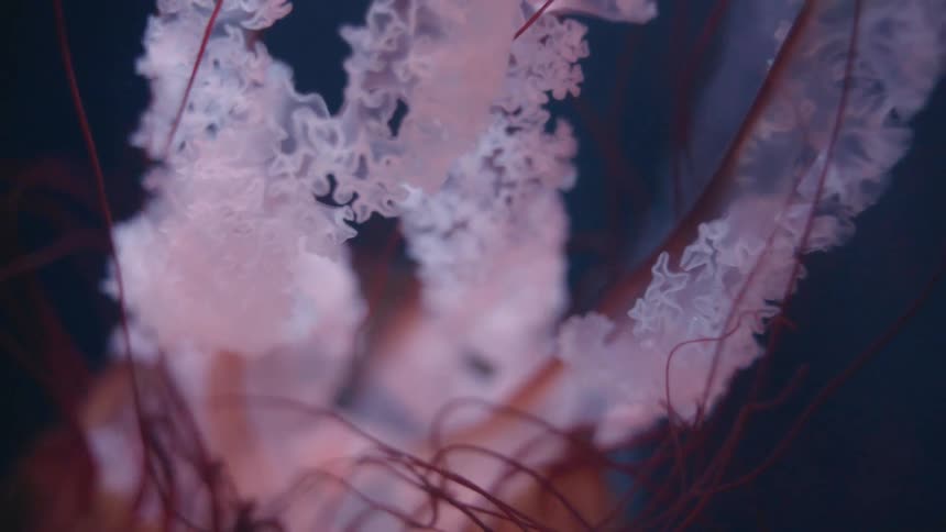 A jellyfish is swimming around underwater