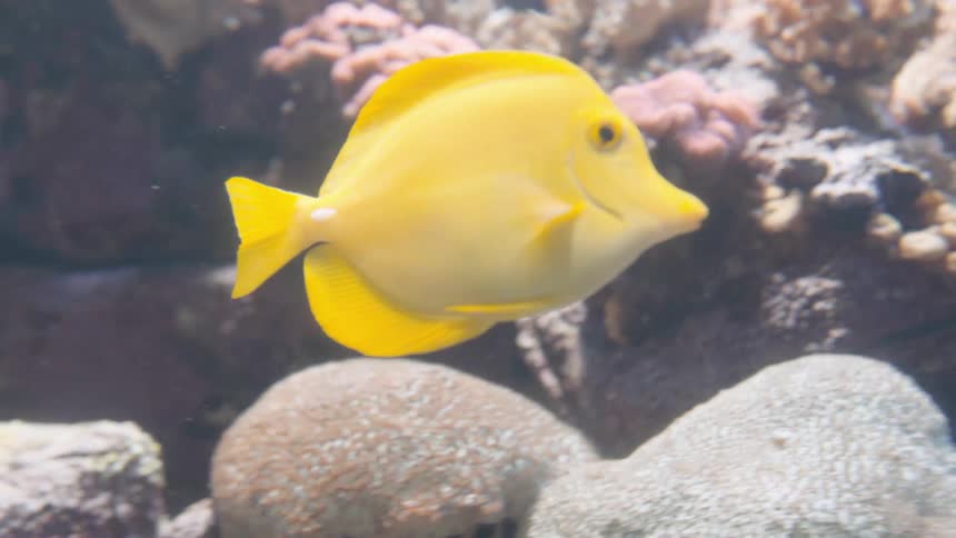 A yellow tang fishswims into view against a backdrop of textured coral and rock formations