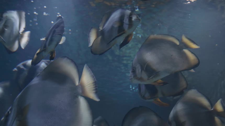 A group of spadefish with silver bodies and yellowtinged fins swim closely together in deep blue water