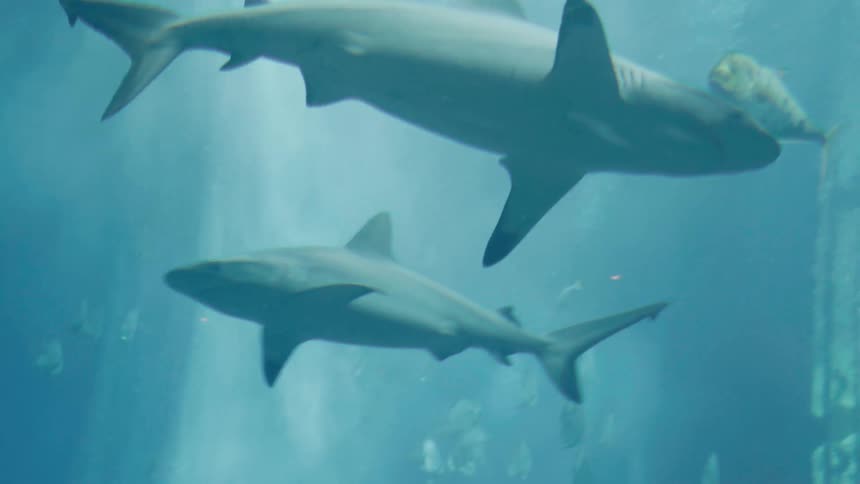 Sharks swim in clear blue water one above the other with other fish visible to the right in a large aquarium