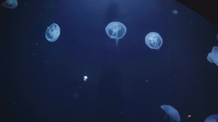 Several translucent jellyfish with glowing centers float against a dark blue background illuminated by a light source