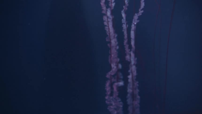 A jellyfish in dark water shows its long flowing tentacles with a wispy white texture and reddish brown lines