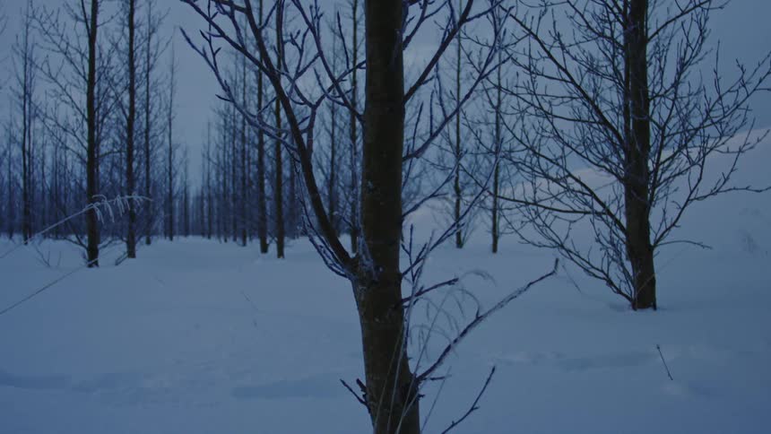 Leafless trees in a snowy environment
