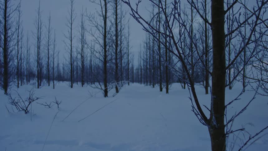 Leafless trees on a cloudy day in a snowy area